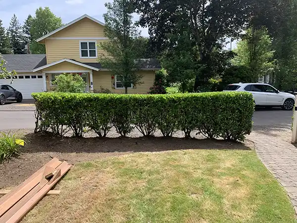 Some mulching work at a client's house by the shrubs