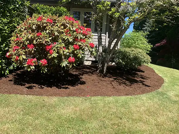Some mulching and landscaping work we did for a client