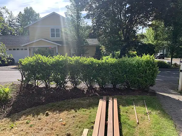 Some hedge work in a client's yard before