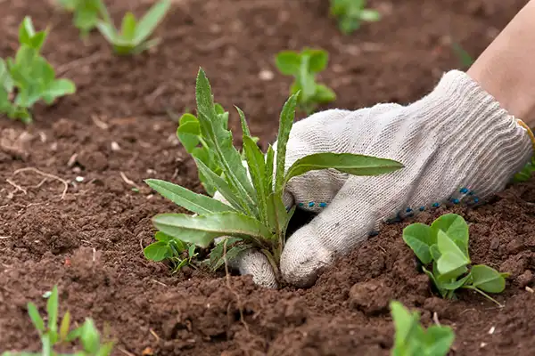 A gardening pulling up some weeds from the ground
