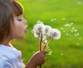 Girl blowing dandelion seeds over grass lawn 